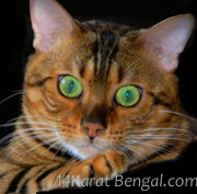 Kingsmark Sakia of 14Karat Bengal Cat Cattery