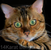 Kingsmark Sakia of 14Karat Bengal Cat Cattery