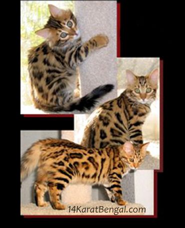 14Karat Bengal Cashmere Desert Jewel