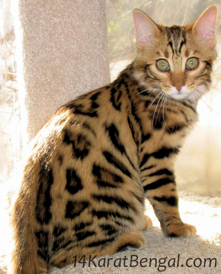 14Karat Bengal Cashmere Desert Jewel