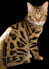 Cashmere Bengal Cats of 14Karat Bengal Cattery