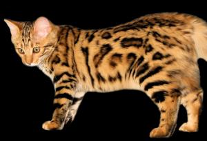Cashmere Bengal Cats of 14Karat Bengal Cattery