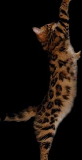 Cashmere Bengal Cats of 14Karat Bengal Cattery