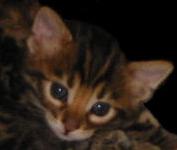 Cashmere Bengal Kittens Available at 14Karat Bengal Cat Cattery
