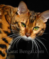 IndiaInk Sakima of 14Karat Bengal - Bengal Kittens for sale in AZ - Sedona, Prescott, Phoenix, Tucson, Flagstaff