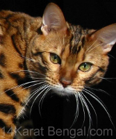 IndiaInk Sakima of 14Karat Bengal - Bengal Kittens for sale in AZ
