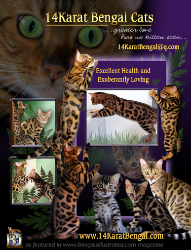 14Karat Bengal Cat and Bengal Kittens of AZ