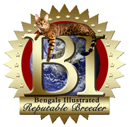 Member of Bengals Illustrated