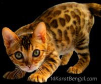 14Karat Bengal Kittens