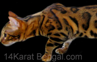 14Karat Bengal Cat Studs